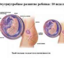 Акушерски 10 недела од бременоста