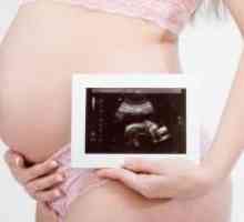 22 Недели од бременоста - феталната големина