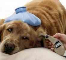 Аденовирус инфекција кај кучињата