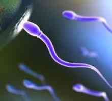 Агрегација на сперматозоидите