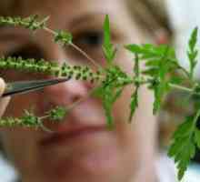 Алергија на ragweed - како да се третираат?