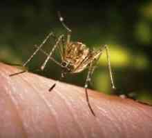 Алергични на убоди од комарци