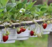 Ampelnye јагоди - одгледување и нега