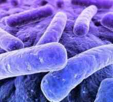 Анаеробни бактерии