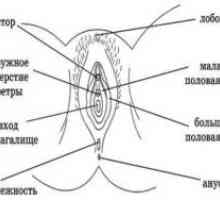 Анатомија на женските полови органи