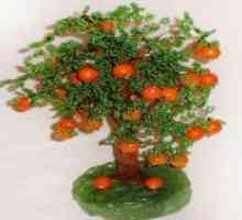 Портокал дрво Мушка