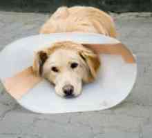 Атопичен дерматитис кај кучињата