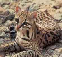 Азиски леопард мачка