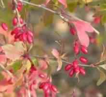 Berberis vulgaris - садење и заштита