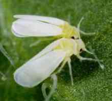 Whitefly на затворен растенија - борбата