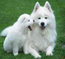 Бело куче