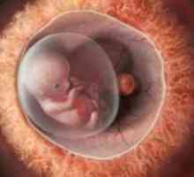 Бременост 10 недели - феталниот развој