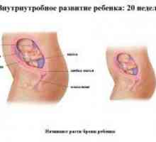 20 Недели од бременоста - феталниот развој