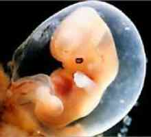 Бременост 5 недели - феталниот развој