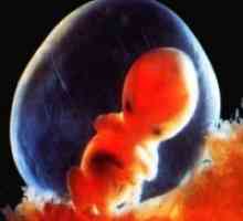 Бременост 7 недели - феталниот развој