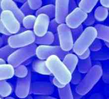 Bifidobacteria и лактобацили