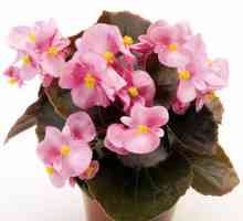 Нобл орхидеи - Dendrobium на вашиот прозорецот