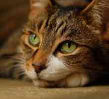 Болести Мачки - Симптоми и лекување