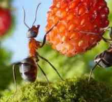 Борба против мравки во градината