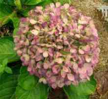 Борба со 'рѓа на hydrangea цвеќиња градина