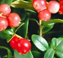 Lingonberry - лековити својства