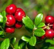 Lingonberry - корисни својства и контраиндикации