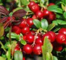 Lingonberry - корисни својства