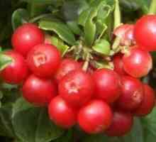 Lingonberry - придобивките и штетите