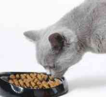 Што да се хранат еден британски мачка?