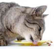 Што да се хранат кастриран мачка?