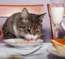 Што да се хранат вашата мачка стерилизирани?