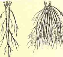 Систем на чешмата коренот е различна од влакнести?