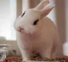 Што раси зајаци се јаде?