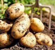 Кои можат да бидат засадени во градината по компири?