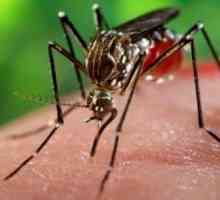 Која им помага на децата од каснување од комарец?