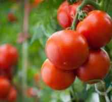 Што е определена сорти на домати?