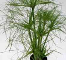 Tsiperus - репродукција