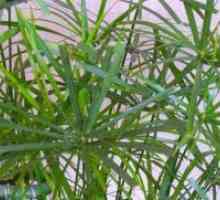 Tsiperus - совети сув лист