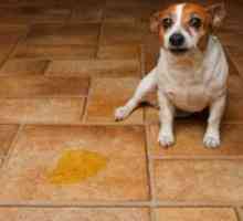 Циститис кај кучињата - Симптоми и лекување