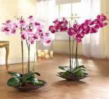 Цветни орхидеи дома