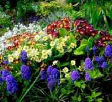 Цвеќиња, повеќегодишни растенија за градината