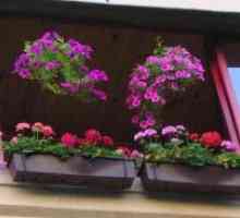 Цвеќе на балкон