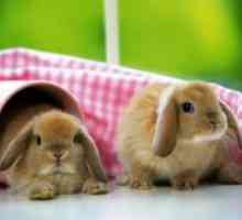 Декоративни Зајаци - грижата и хранењето