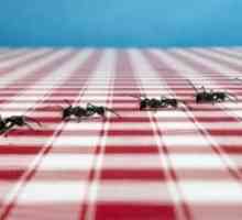 Апарати за мравки - причините за