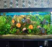 Крајна филтер аквариум