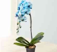Како да се вода на орхидеи Phalaenopsis?