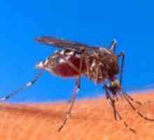 Каснување од комарец гел