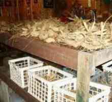 Dahlias - складирање на клубени во зима