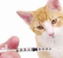 Хепатитис мачки