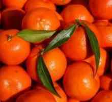 Хибрид од портокал и мандарина